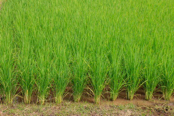 Green paddy rice in the field, Rice grains tree  in Chiang Mai Thailand