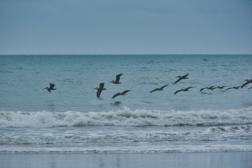 flock of pelicanos surfing the beach