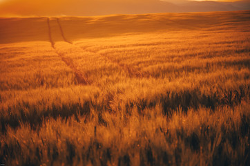 Fototapeta premium Morning landscape with rye and mist. Nice summer sunrise scenery