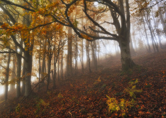 Obraz premium foggy morning in the autumn forest. scenic fog in the forest