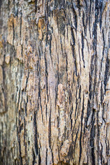 The surface and the old and dry cracked form of natural wood