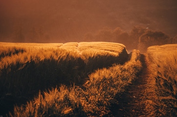 Road in gold summer wheat field