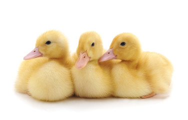 Three yellow ducklings.