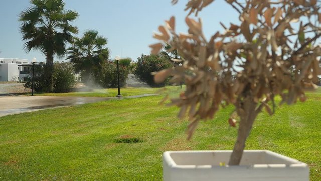 Close-up of an olive tree in a white pot standing on the background of watering a lawn with green grass, palm trees and white magnificent home. Focus is on the background.