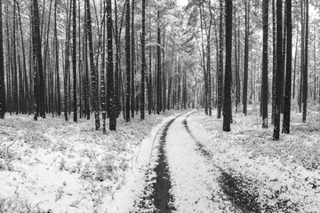 winter walk