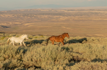Naklejka na ściany i meble Wild horses in the Colorado High Desert