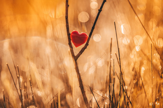 Red heart on branch with beautiful green natural background. Original wedding or valentine postcard