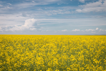 Obraz premium Canola