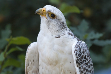 I am pretty!