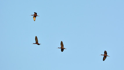 Glossy Ibis - Plegadis falcinellus, Crete