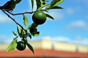 Lemon with a blue sky background