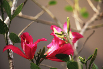 red flowers in the garden