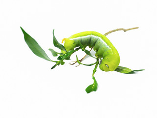 Fototapeta premium The Green Caterpillar walking in close up on the bunch of green leaves isolated on white background.