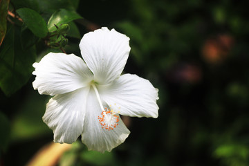 white flower in the garden