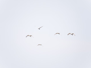 Group of five Eurasian or common white spoonbills, Platalea leucorodia, flying against white sky, Netherlands