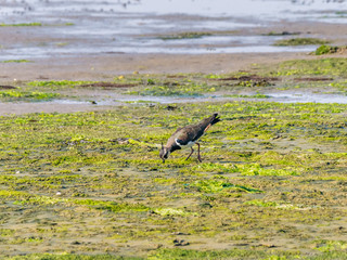 Northern lapwing, vanellus vanellus, feeding on wetland of Waddensea, Netherlands
