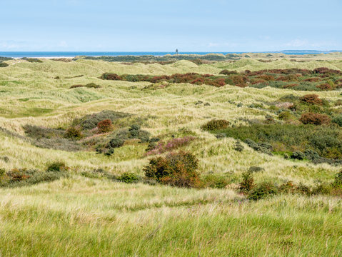 Dunes and North Sea coast of nature reserve Het Oerd on West Frisian island Ameland, Friesland, Netherlands