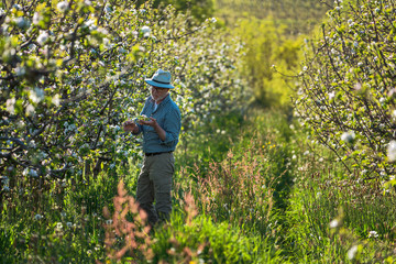 Apple grower checking the flowering of his apple trees