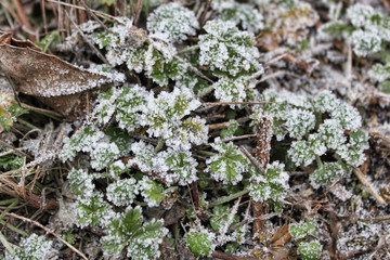 Green leaves of wild grass covered with frost in the morning