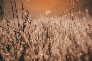 The morning dew. Abstract background of shining a bright morning dew, vintage style effect picture