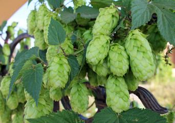 Green fresh hop cones growing on the fence