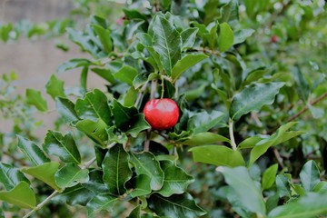 tomatoes on the vine