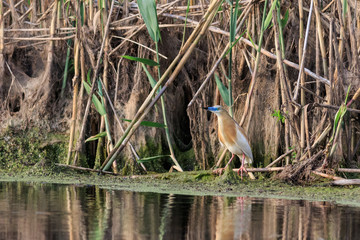 squacco heron (ardeola ralloides)