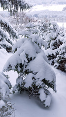 Ein Tannenbaum ist voll im Schnee