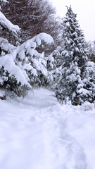 Fototapeta na wymiar von vielem Schnee sieht man noch kaum den Waldweg