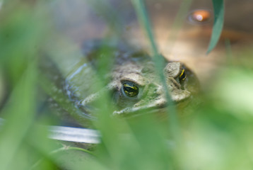 Cute frog taking a bath in summer