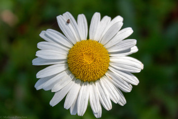 Obraz premium daisy in the grass