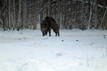 Wild boars feeding in a forest glade and observing the environment during the cold season. image of game animals in their natural habitat