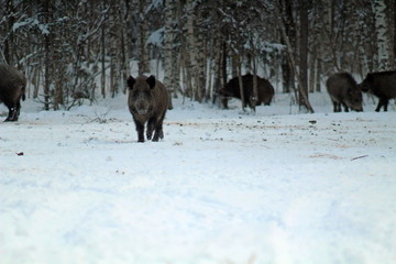 wild boars feeding in winter in a forest glade, during heavy snowfall, on the territory of hunting