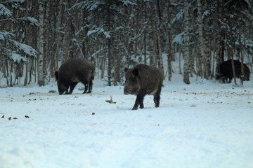 Wild boars feeding in a forest glade and observing the environment during the cold season. image of game animals in their natural habitat