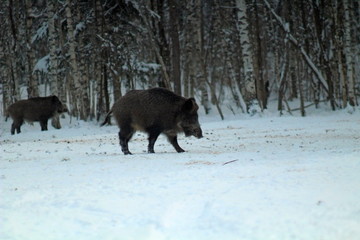 Wild boars feeding in a forest glade and observing the environment during the cold season. image of game animals in their natural habitat