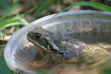 Cute frog taking a bath in summer