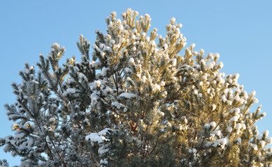 Winter forest in the Noth of Russia