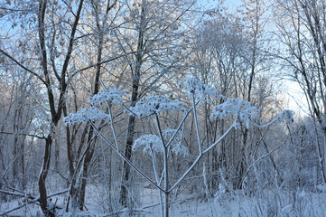 Winter forest in the Noth of Russia