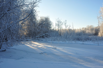 Winter forest in the Noth of Russia