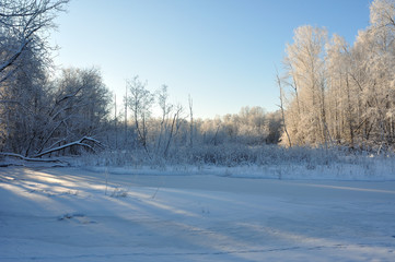 Obraz premium Winter forest in the Noth of Russia