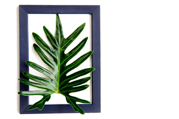 Xanadu leaf in blue picture frame on copy space background