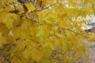 Detalle de árboles en otoño