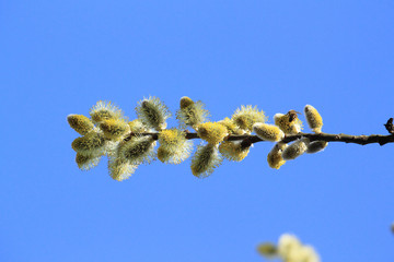 Bazie wiosenne © Argiz