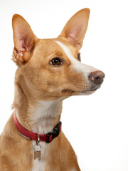 portrait of a podenco
