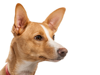 portrait of a podenco
