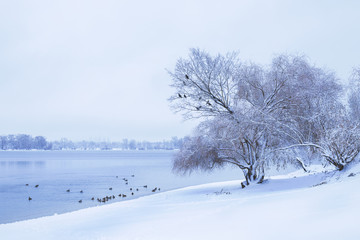 birds swim in the river in winter