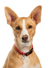 portrait of a podenco