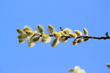 Kotki wiosenne © Argiz