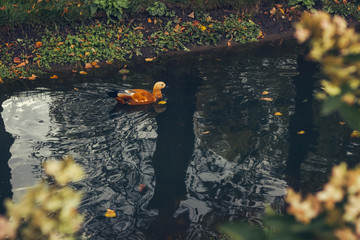 Beautiful bright red duck (Ogar) gracefully splashing in the pool water  - obrazy, fototapety, plakaty