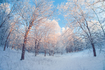 beautiful winter landscape, snowy forest on sunny day, distortion perspective fisheye lens, snowy trees with blue sky